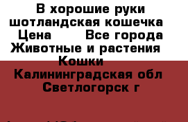 В хорошие руки шотландская кошечка › Цена ­ 7 - Все города Животные и растения » Кошки   . Калининградская обл.,Светлогорск г.